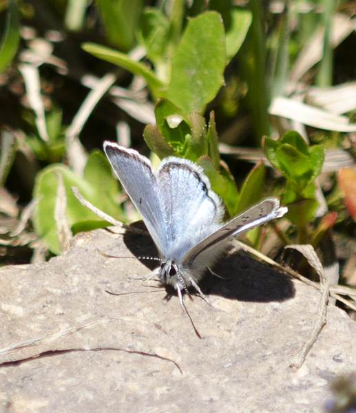 Plebejus2796