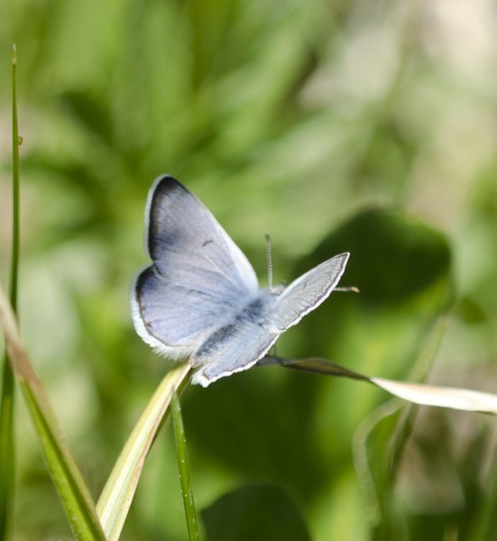 Plebejus2799