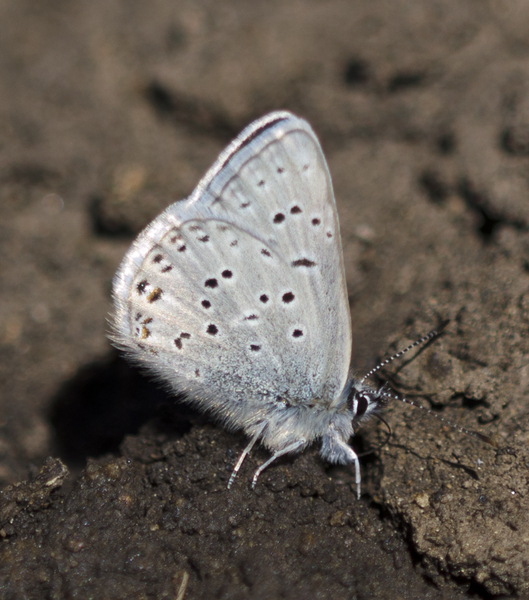Plebejus2804