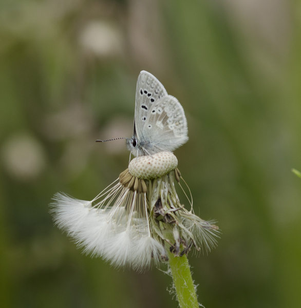 Plebejus2917