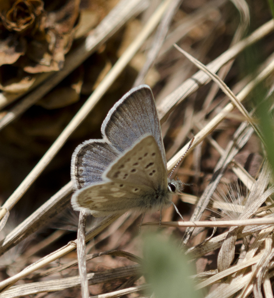 Plebejus2920