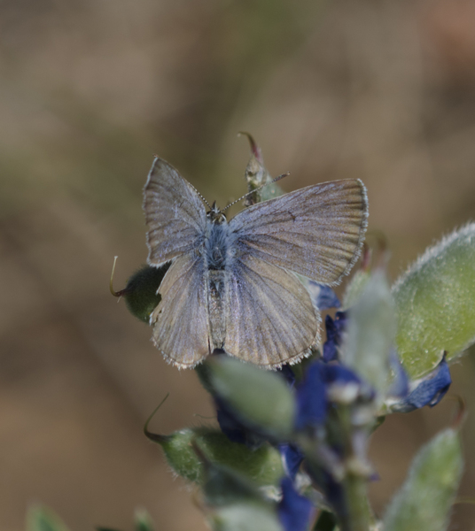 Plebejus2945