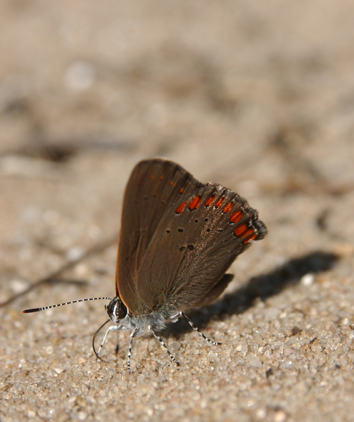 Satyrium_titus5478