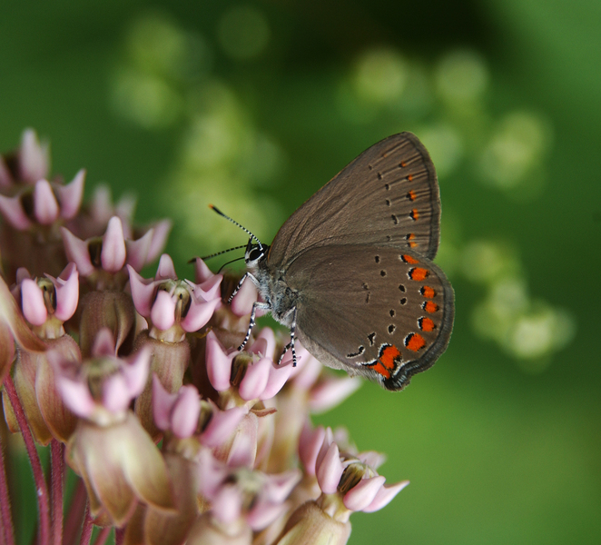 Satyrium_titus5603