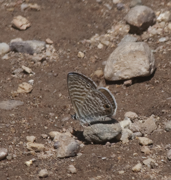 butterfly0697