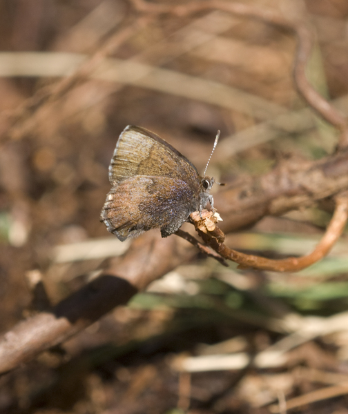 elfin0100