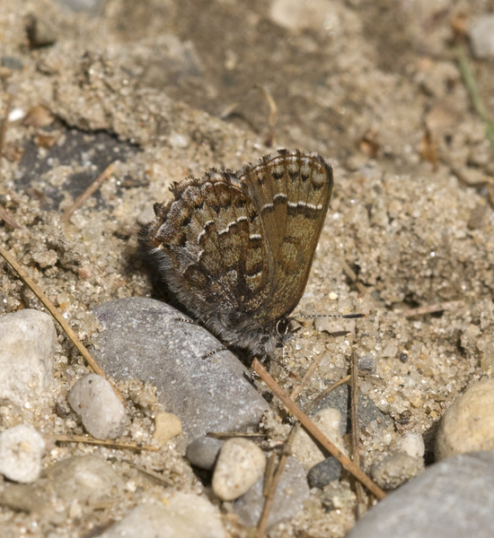 elfin0188
