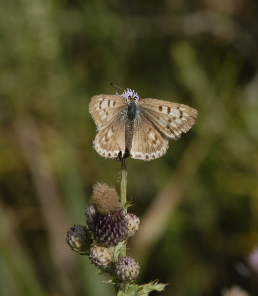 lycaena_heteronea0050