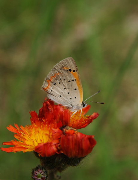 lycaena_phlaeas5058