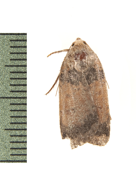Abagrotis3836