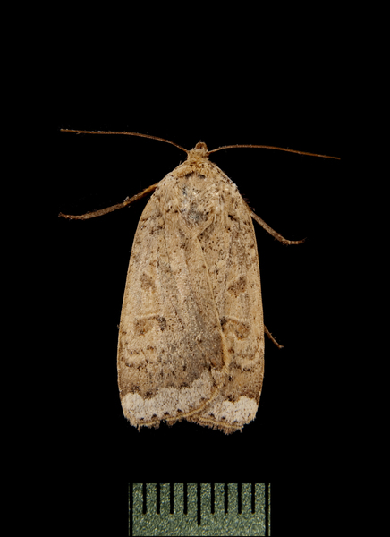 Abagrotis3843