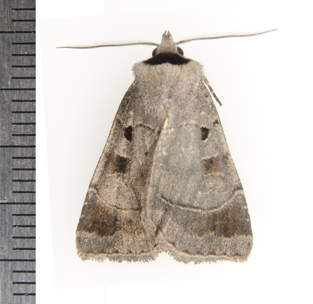 Agnorisma1142
