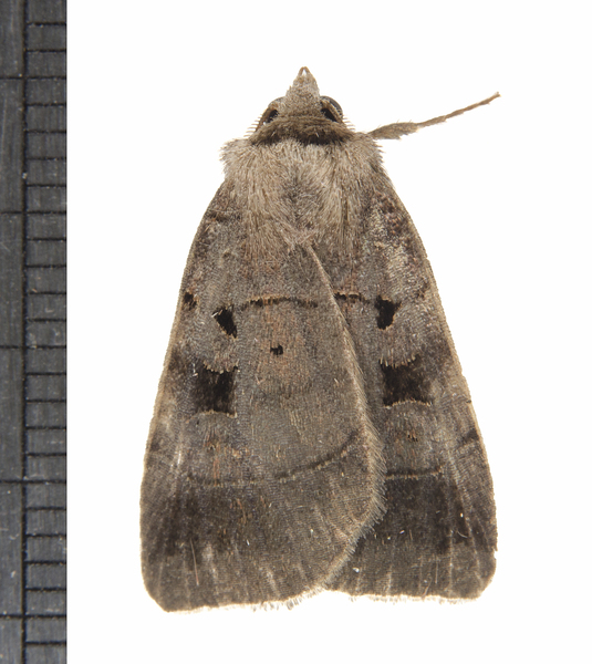 Agnorisma7893