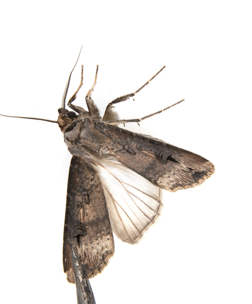 Agrotis3548