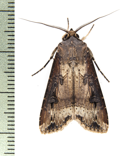 Agrotis5543