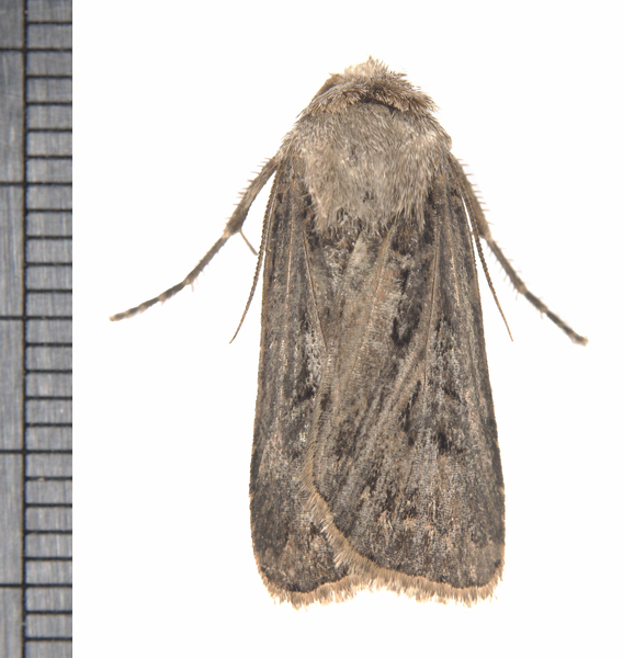 Agrotis7346