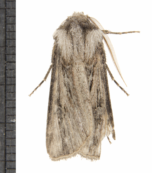 Agrotis7857