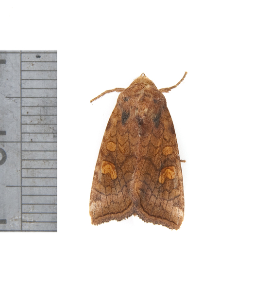 Amphipoea3052