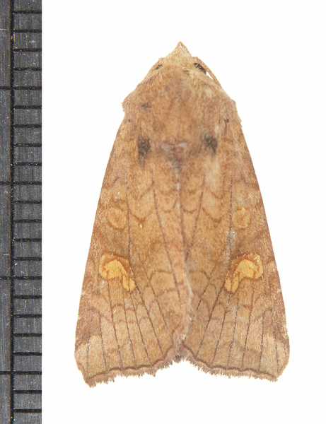 Amphipoea6453