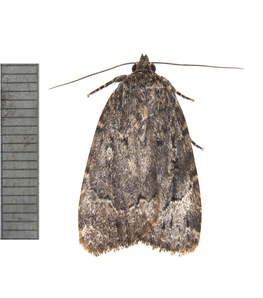 Amphipyra2956