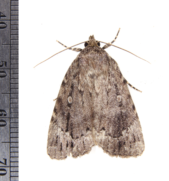 Amphipyra4685