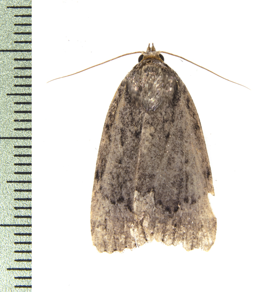 Amphipyra5555