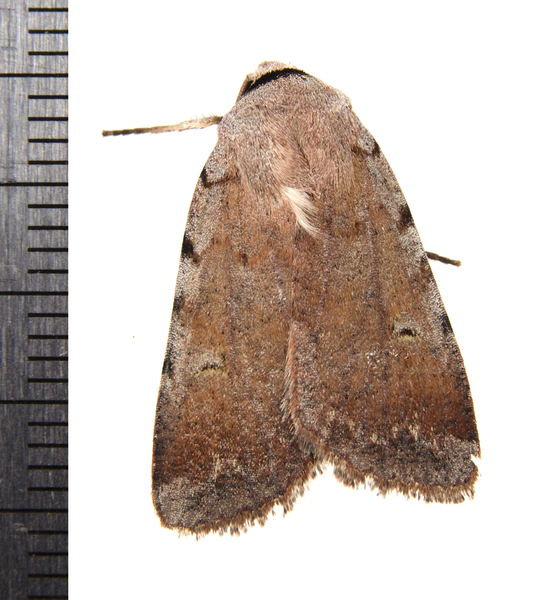 Anicla9349