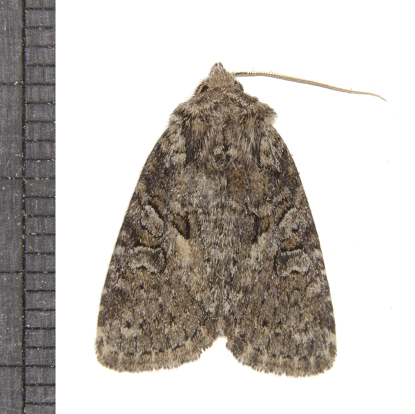Apamea4920