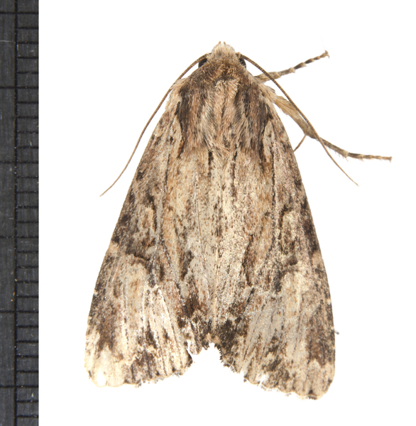 Apamea6088