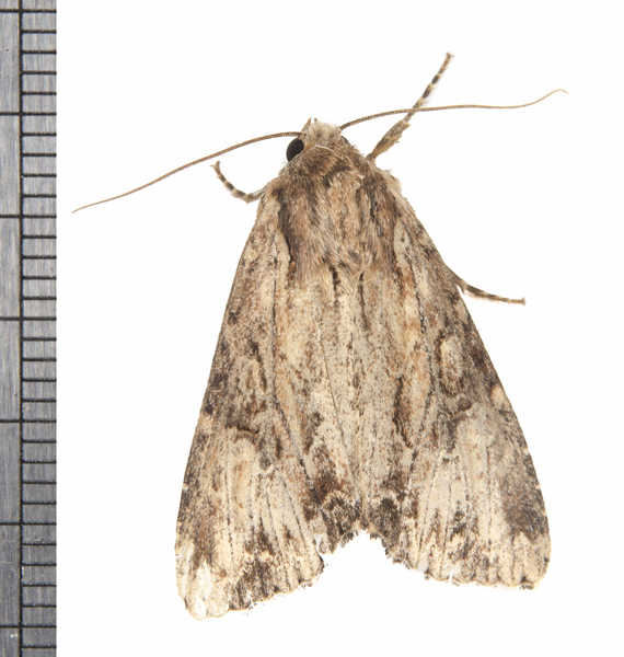 Apamea6315