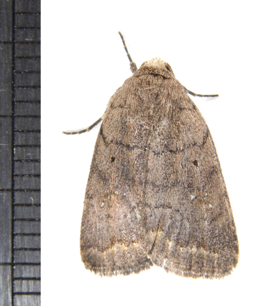Athetis3394