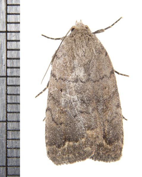 Athetis3439