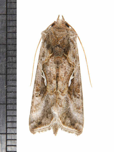 Autographa0467