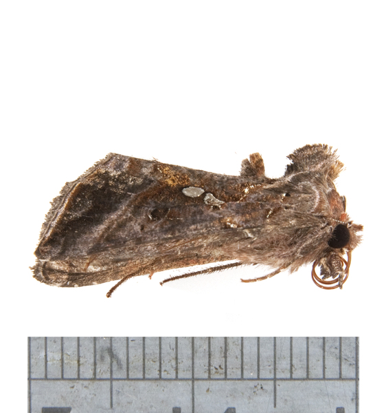 Autographa3550