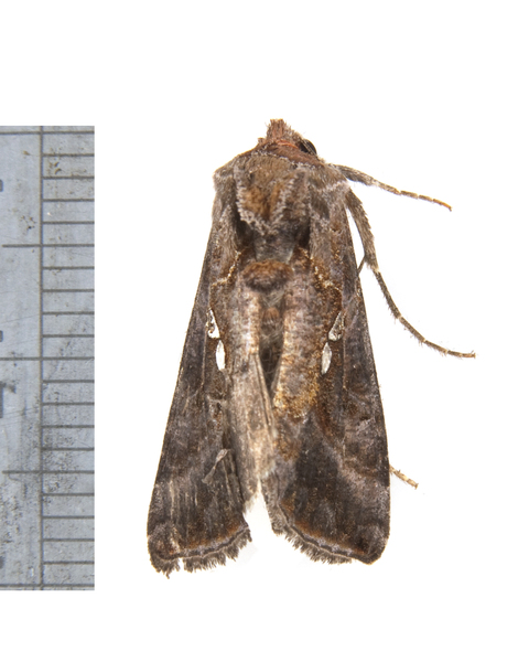 Autographa3551