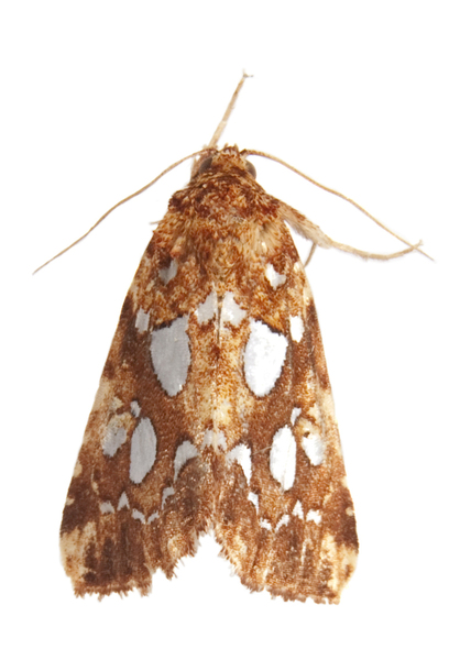 Callopistria2387