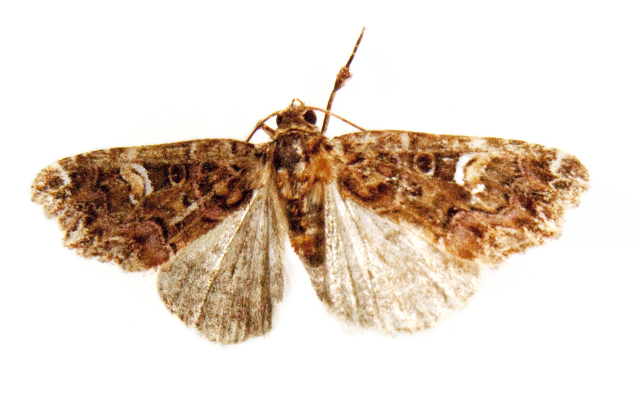 Callopistria2490