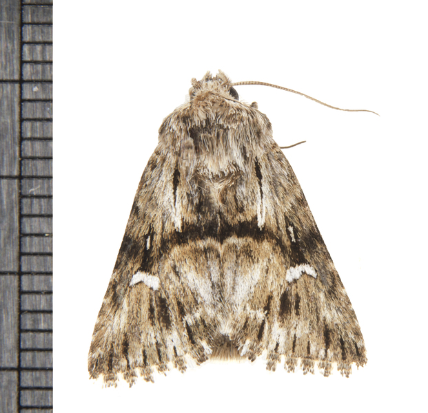 Calophasia6182