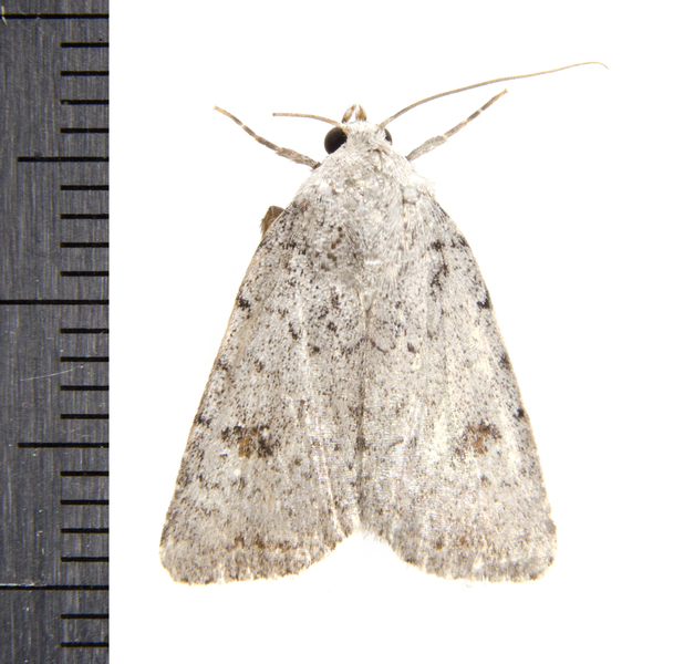 Caradrina0508