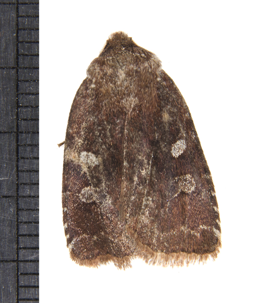 Cerastis2773