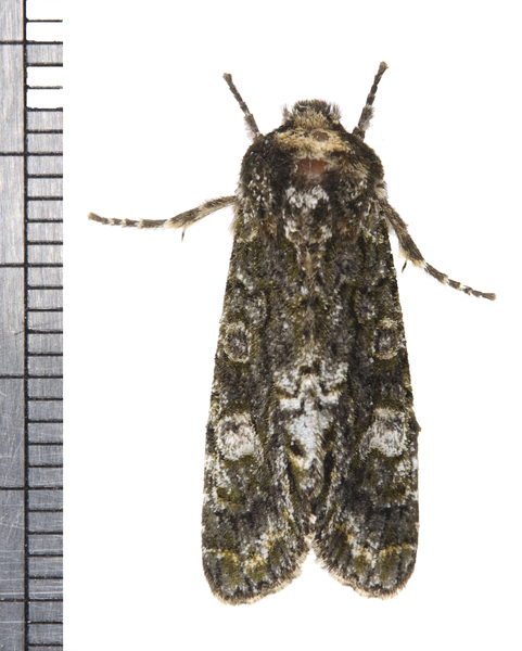 Copivaleria9741