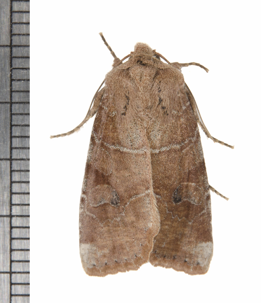 Crocigrapha0140