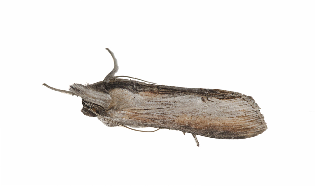 Cucullia7058