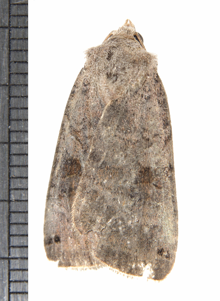 Diarsia7890