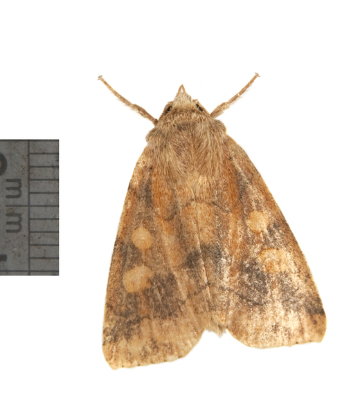 Enargia3320