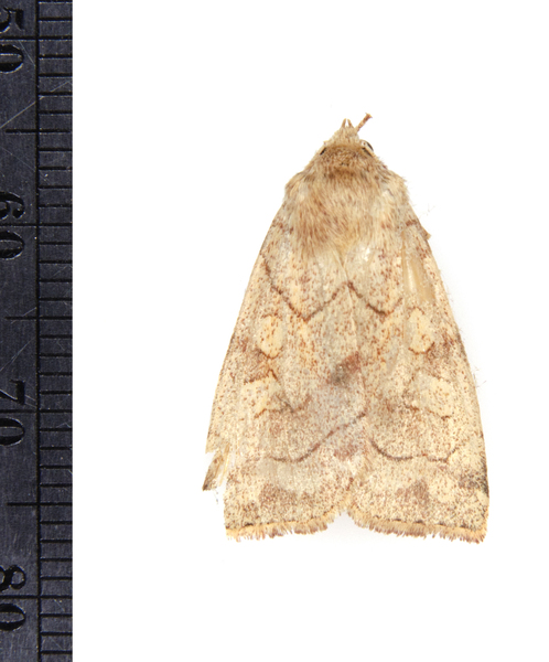 Enargia4442