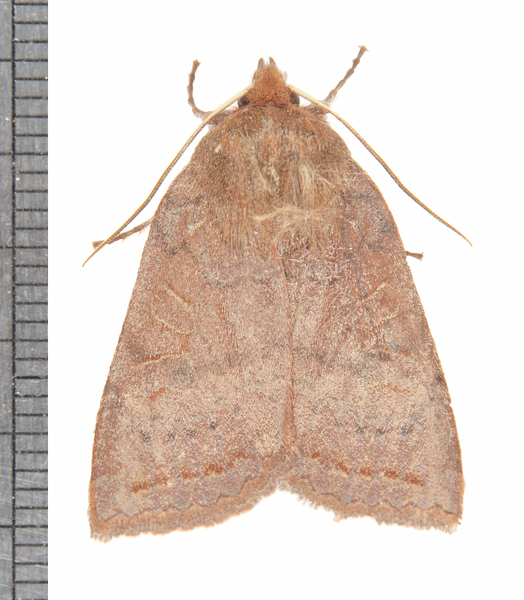 Epiglaea7974