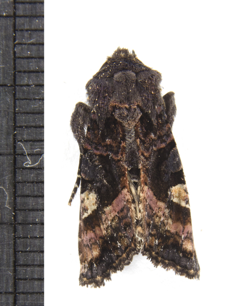 Euplexia4729