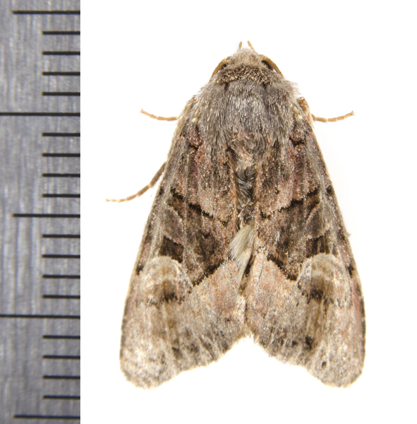 Euplexia8740