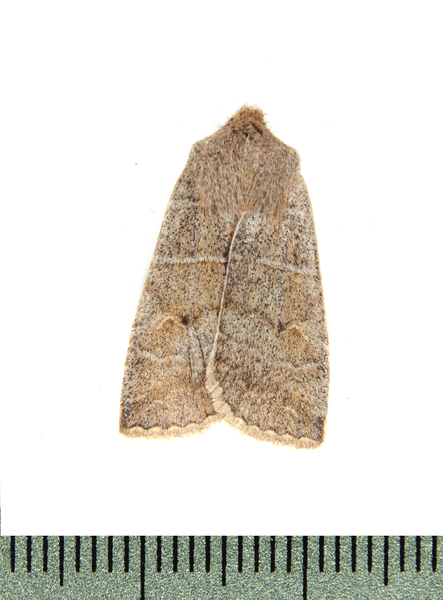 Eupsilia1286